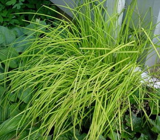 CAREX ELATA AUREA